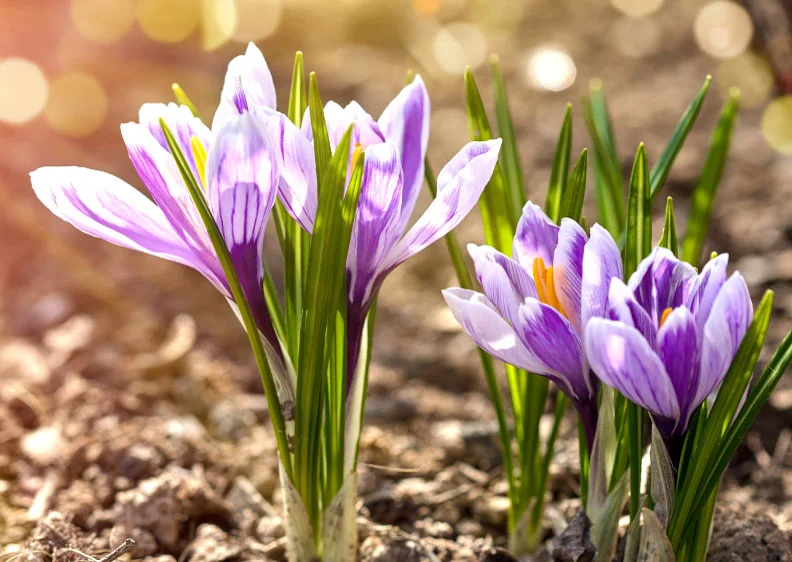 (Image of purple crocus flowers blooming in soil) (Image of purple crocus flowers blooming in soil)