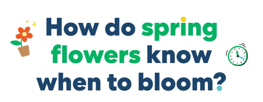 πΌ How do spring flowers know when to bloom? πΌ How do spring flowers know when to bloom?