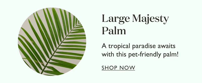 Large Majesty Palm: A tropical paradise awaits with this pet-friendly palm!