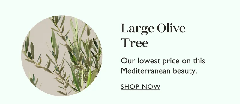 Large Olive Tree: Our lowest price on this Mediterranean beauty.