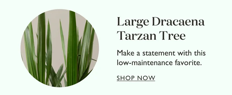 Large Dracaena Tarzan Tree: Make a statement with this low-maintenance favorite.