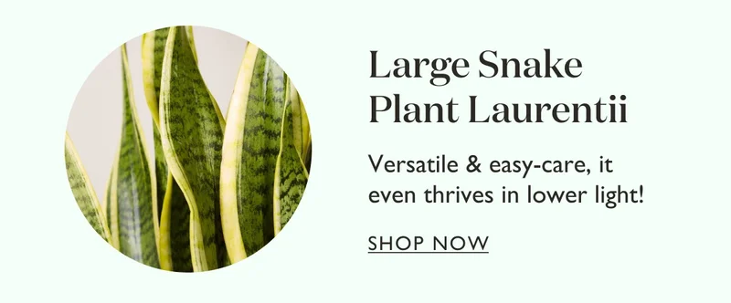 Large Snake Plant Laurentii: Versatile and easy-care, it even thrives in lower light!