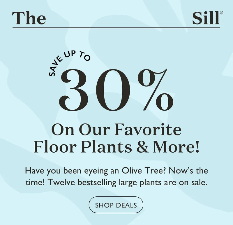 Save up to 30% on our favorite floor plants and more! Have you been eyeing an Olive Tree? Now's the time! Twelve bestselling large plants are on sale.