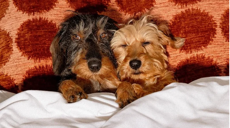 Pooches snuggling in bed