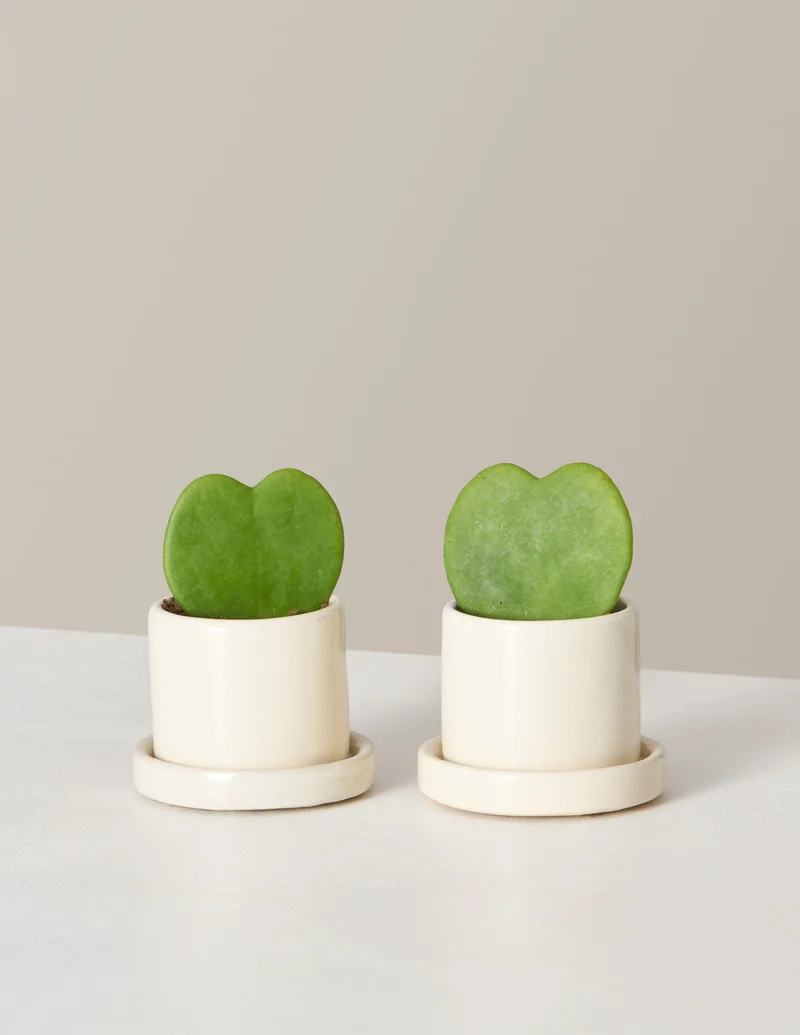 Image of Hoya Heart Duo