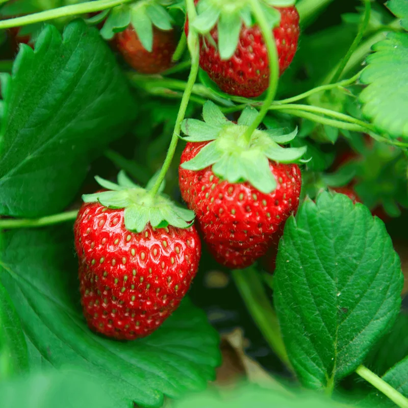 Image of Everbearing Strawberry