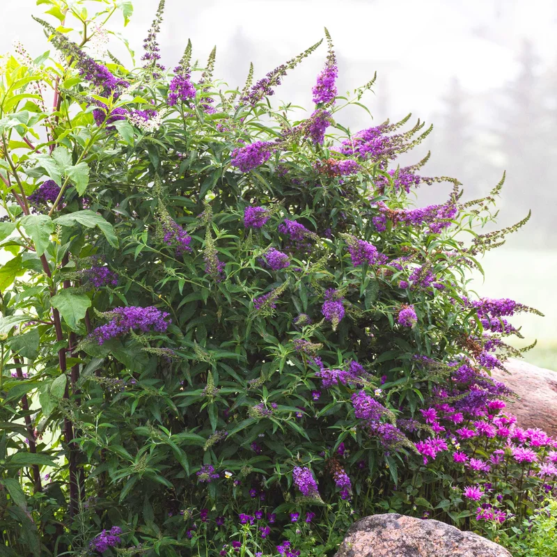 Image of Black Knight Butterfly Bush