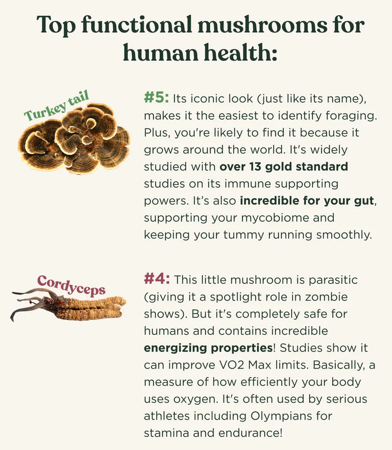 Top functional mushrooms for human health: Turkey Tail #5: Its iconic look (just like its name), makes it the easiest to identify foraging. Plus, you're likely to find it because it grows around the world. It's widely studied with over 13 gold standard studies on its immune supporting powers. It’s also incredible for your gut, supporting your mycobiome and keeping your tummy running smoothly. Cordyceps #4: This little mushroom is parasitic (giving it a spotlight role in zombie shows). But it's completely safe for humans and contains incredible energizing properties! Studies show it can improve VO2 Max limits. Basically, a measure of how efficiently your body uses oxygen. It's often used by serious athletes including Olympians for stamina and endurance!