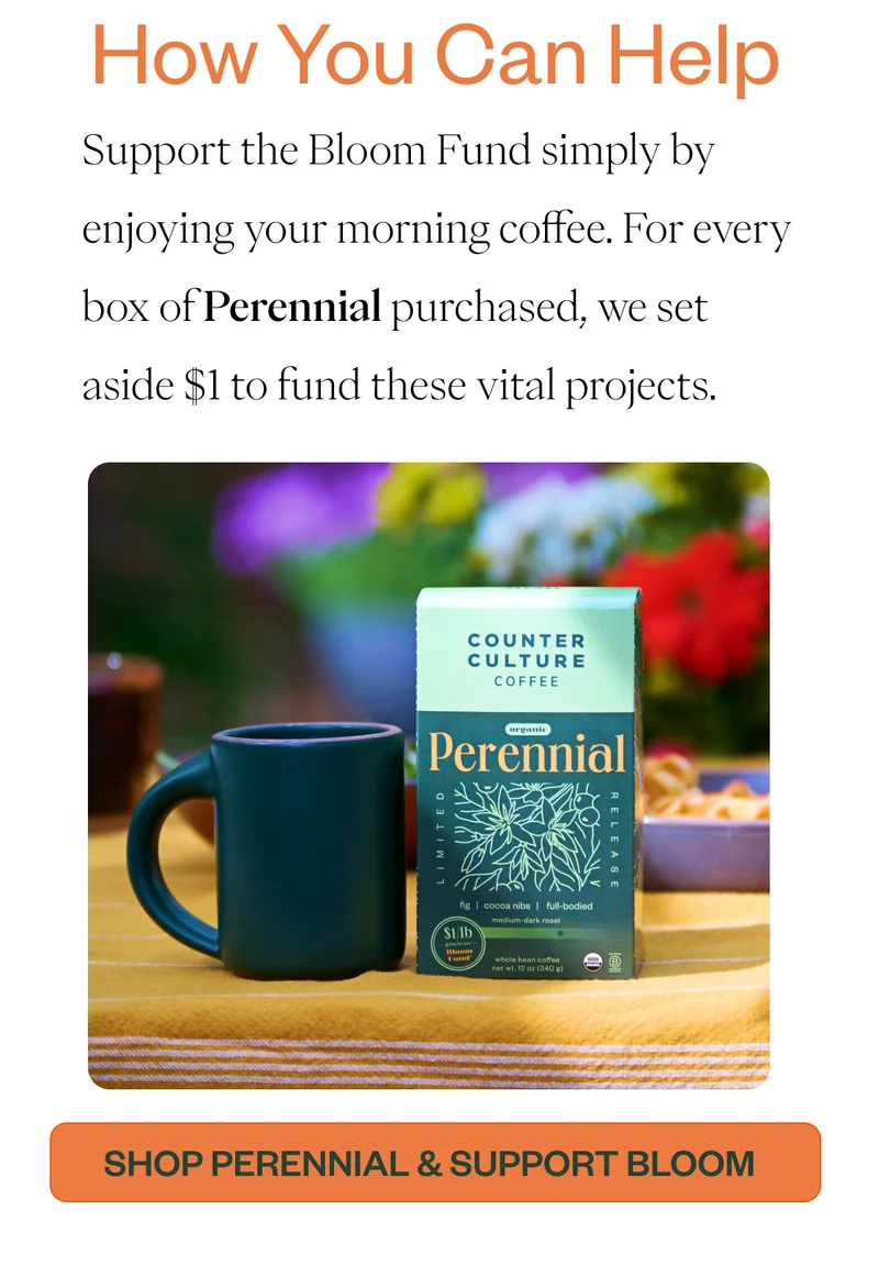 How you can Help  Support the Bloom Fund simply by enjoying your morning coffee. For every box of Perennial purchased, we set aside $1 to fund these vital projects. CTA: Shop Perennial & Support Bloom
