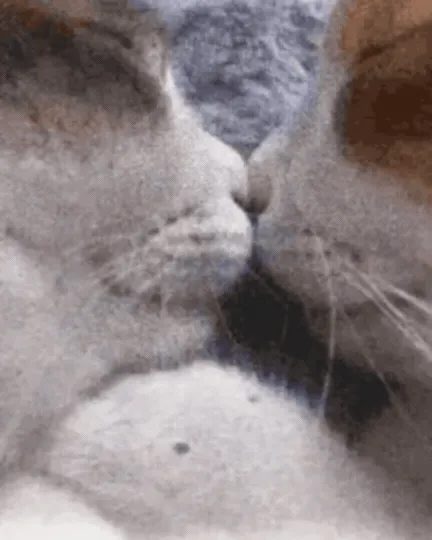 Two cats are sleeping while touching noses.