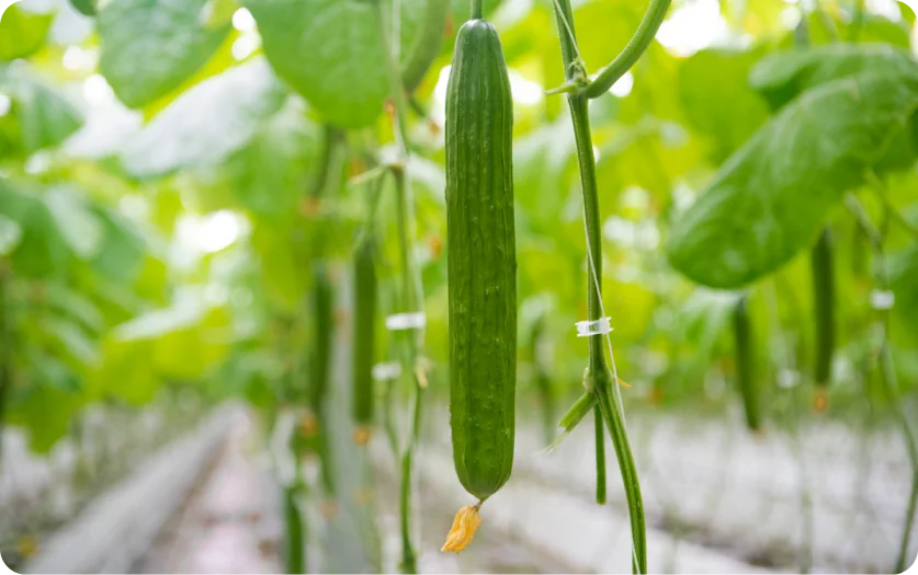 Nature Fresh Farms®