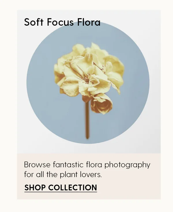 Soft Focus Flora | Browse fantastic flora photography for all the plant leaves. | Shop Collection