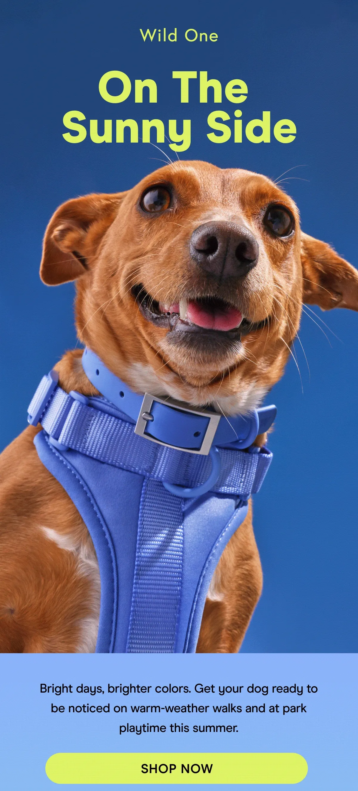 Bright days, brighter colors. Get your dog ready to be noticed on warm-weather walks and at park playtime this summer. Shop Now
