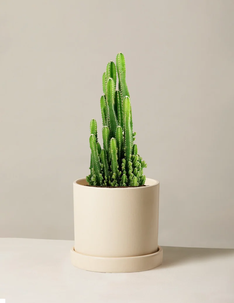 Image of Fairy Castle Cactus
