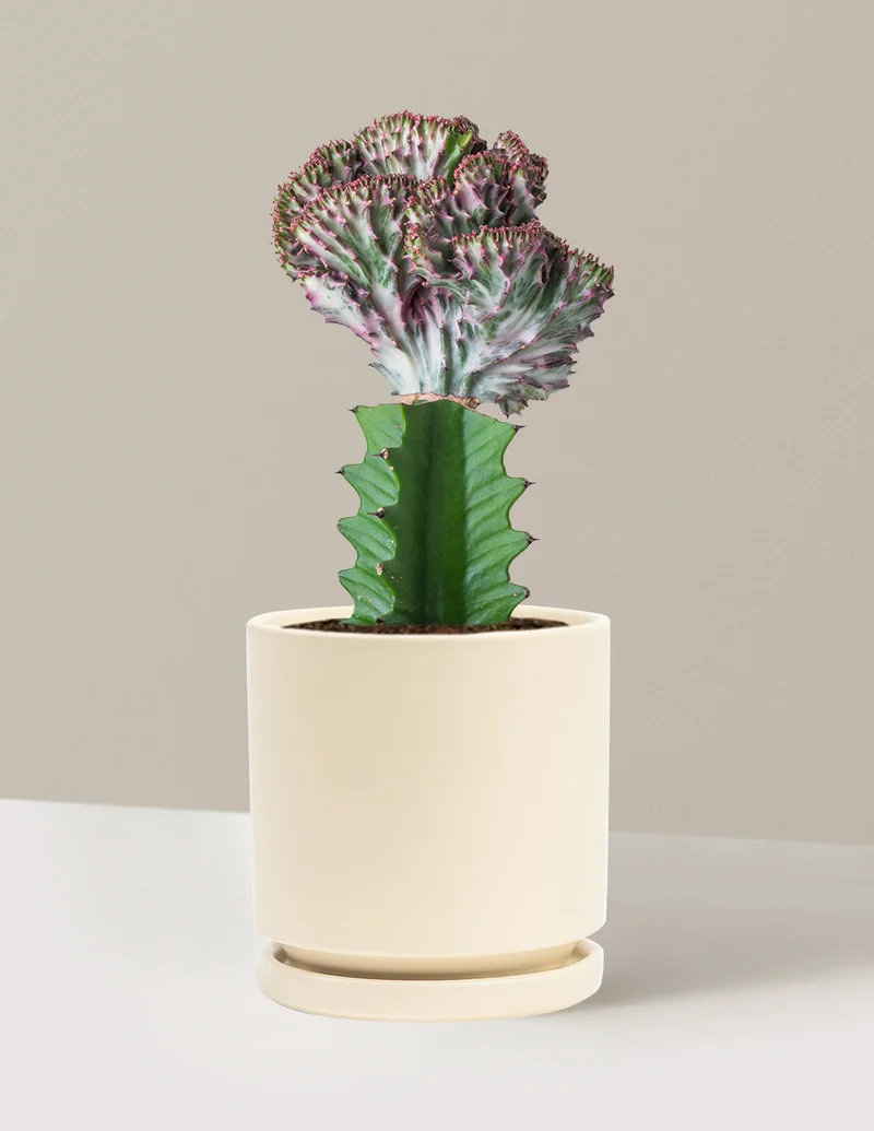 Image of Mermaid Tail Cactus