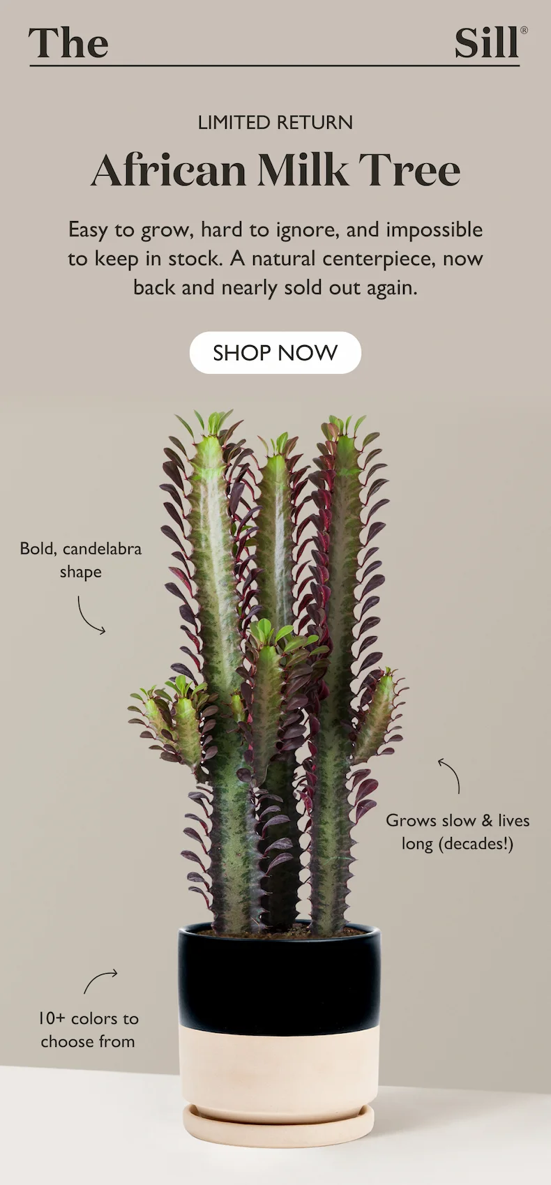 The African Milk Tree is back. Easy to grow, hard to ignore, and impossible to keep in stock.