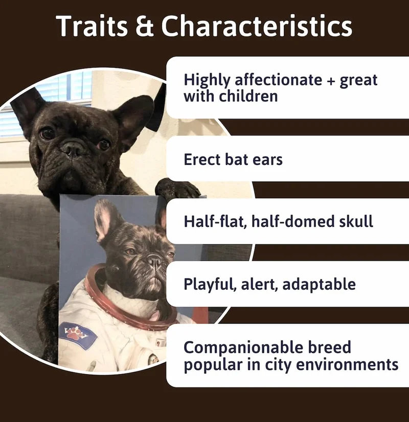 Traits & Characteristics: - Highly affectionate + great with children - Erect bat ears - Half-flat, half-domed skull - Playful, alert, adaptable - Companionable breed popular in city environments