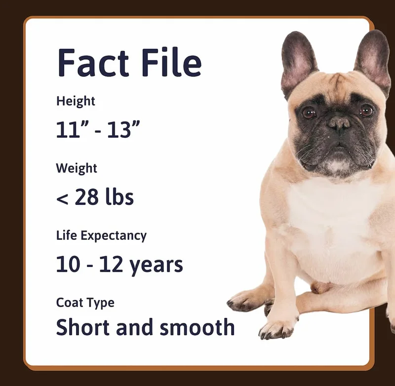 Fact File Height: 11" - 13" Weight: <28 lbs Life Expectancy: 10 - 12 years Coat Type: Short and smooth