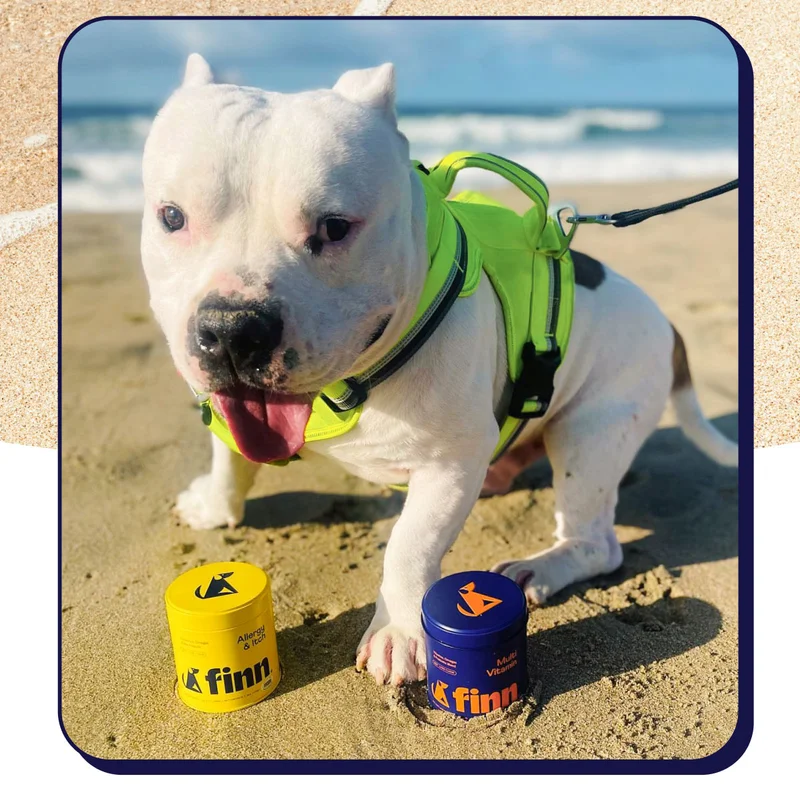Sunny UGC image of pittie in a highlighter yellow harness on the beach with its tongue out. There are two Finn supplement tins in front of it.