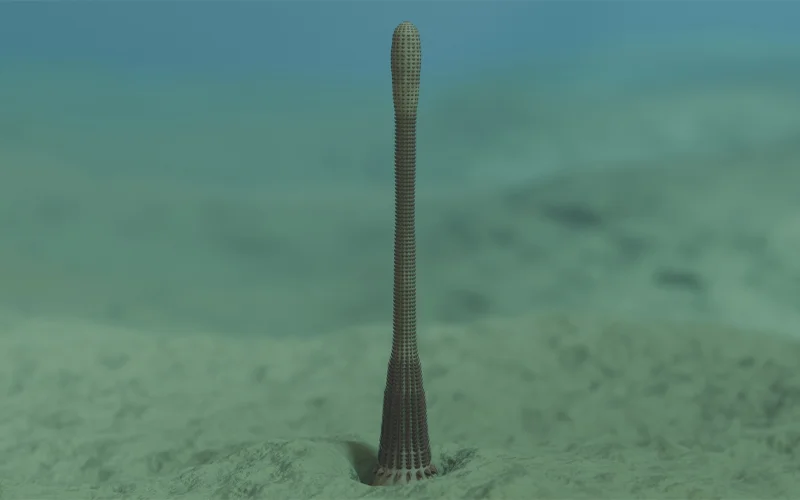 The newly discovered species of priapulid, Kraytdraco spectatus, got its name from a Star Wars monster.