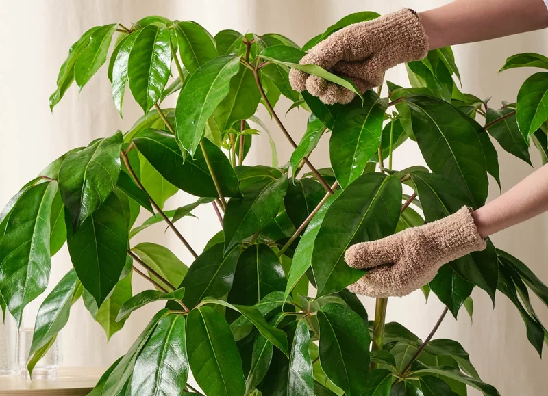 person dusting money tree leaves with microfiber dusting gloves