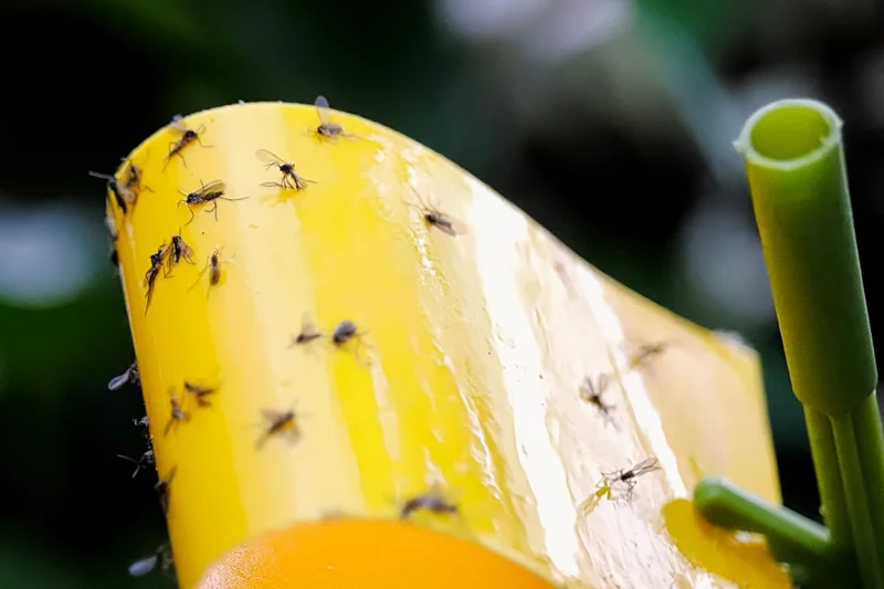 soil gnats stuck on sticky stake