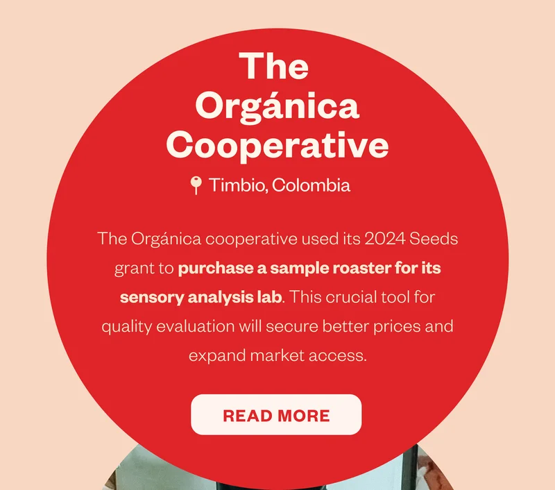Seeds Story Highlight: The Orgánica Cooperative Location: Timbio, Colombia Product: La Golondrina The Orgánica cooperative used its 2024 Seeds grant to purchase a sample roaster for its sensory analysis lab. This crucial tool for quality evaluation will secure better prices and expand market access. CTA: Read more Seeds Story Highlight: The Orgánica Cooperative Location: Timbio, Colombia Product: La Golondrina The Orgánica cooperative used its 2024 Seeds grant to purchase a sample roaster for its sensory analysis lab. This crucial tool for quality evaluation will secure better prices and expand market access. CTA: Read more