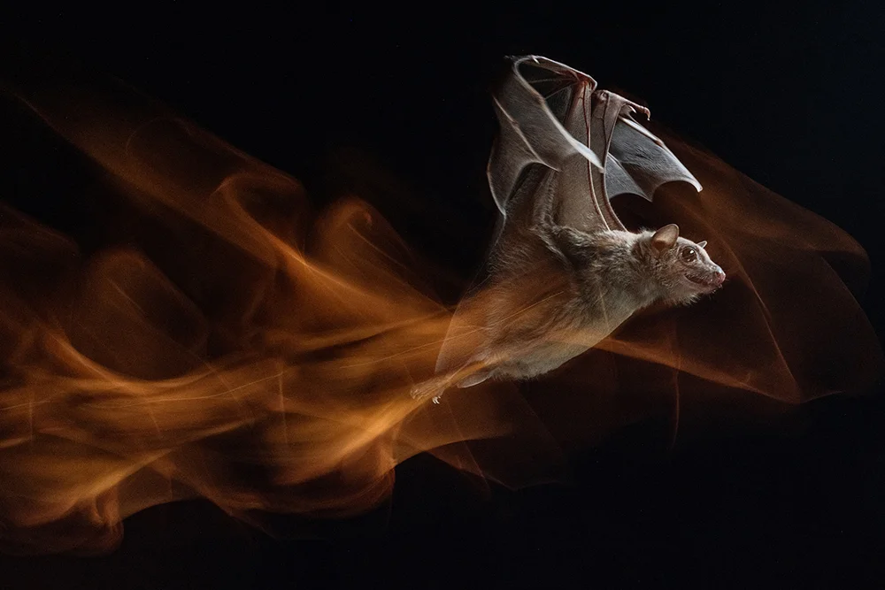 Flying bat with what looks like fire behind it.