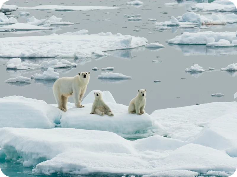 Polar bears in Norway