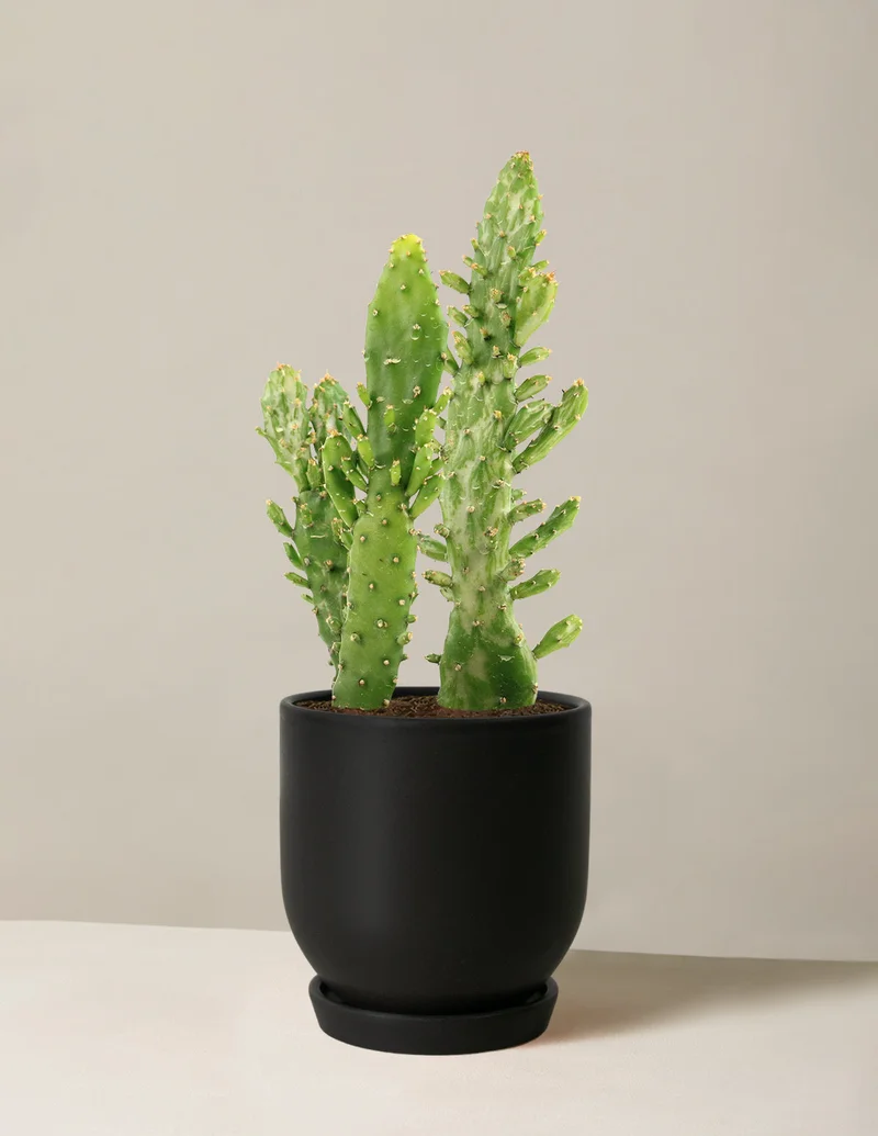 Image of Prickly Pear Cactus
