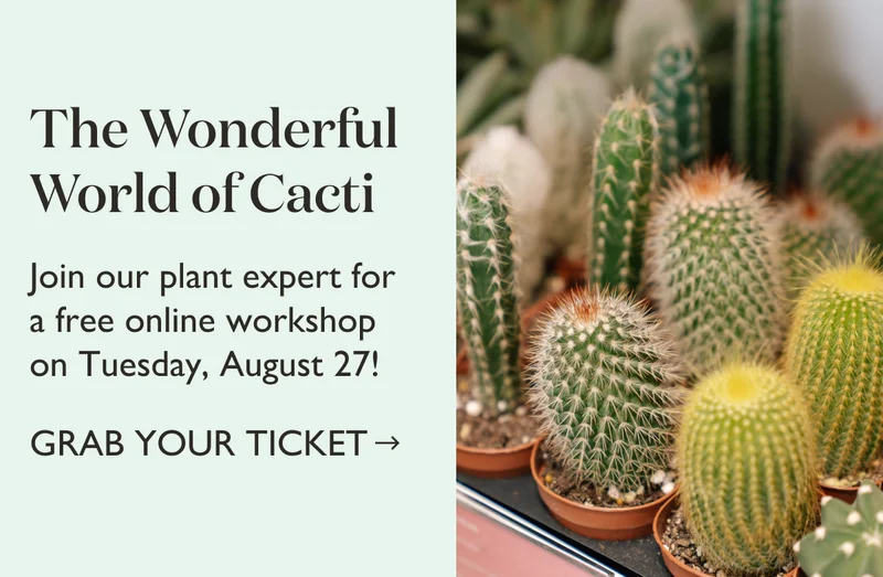 Tickets for Cactus 101 Online Workshop