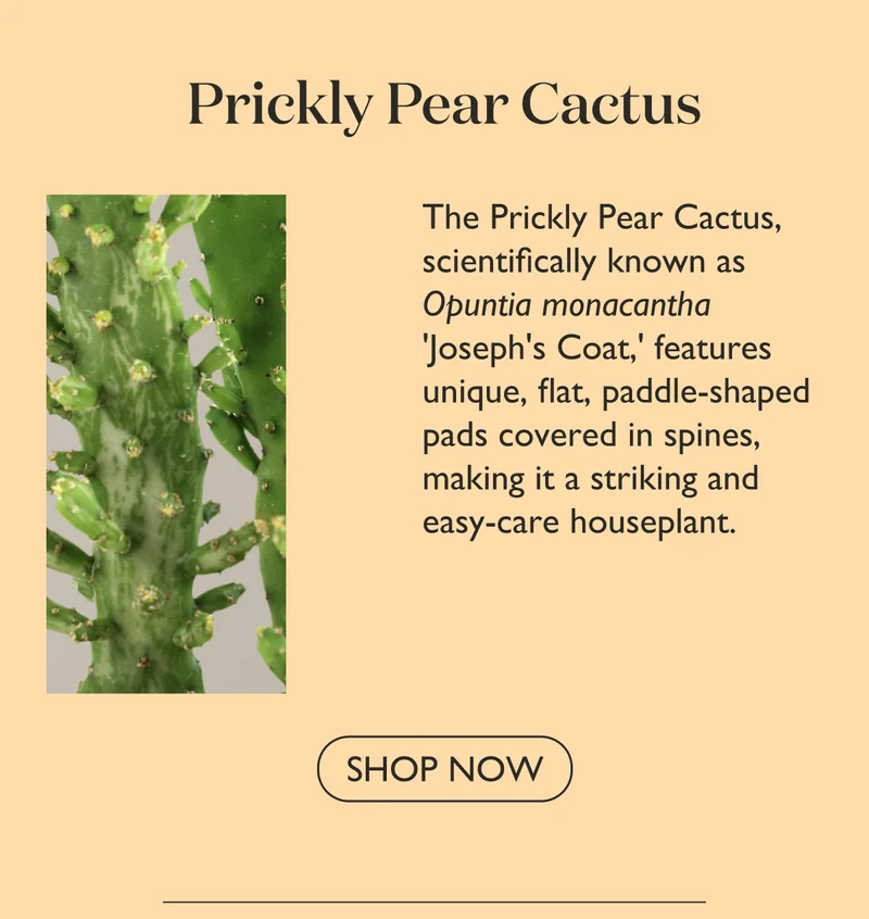 Shop Prickly Pear Cactus