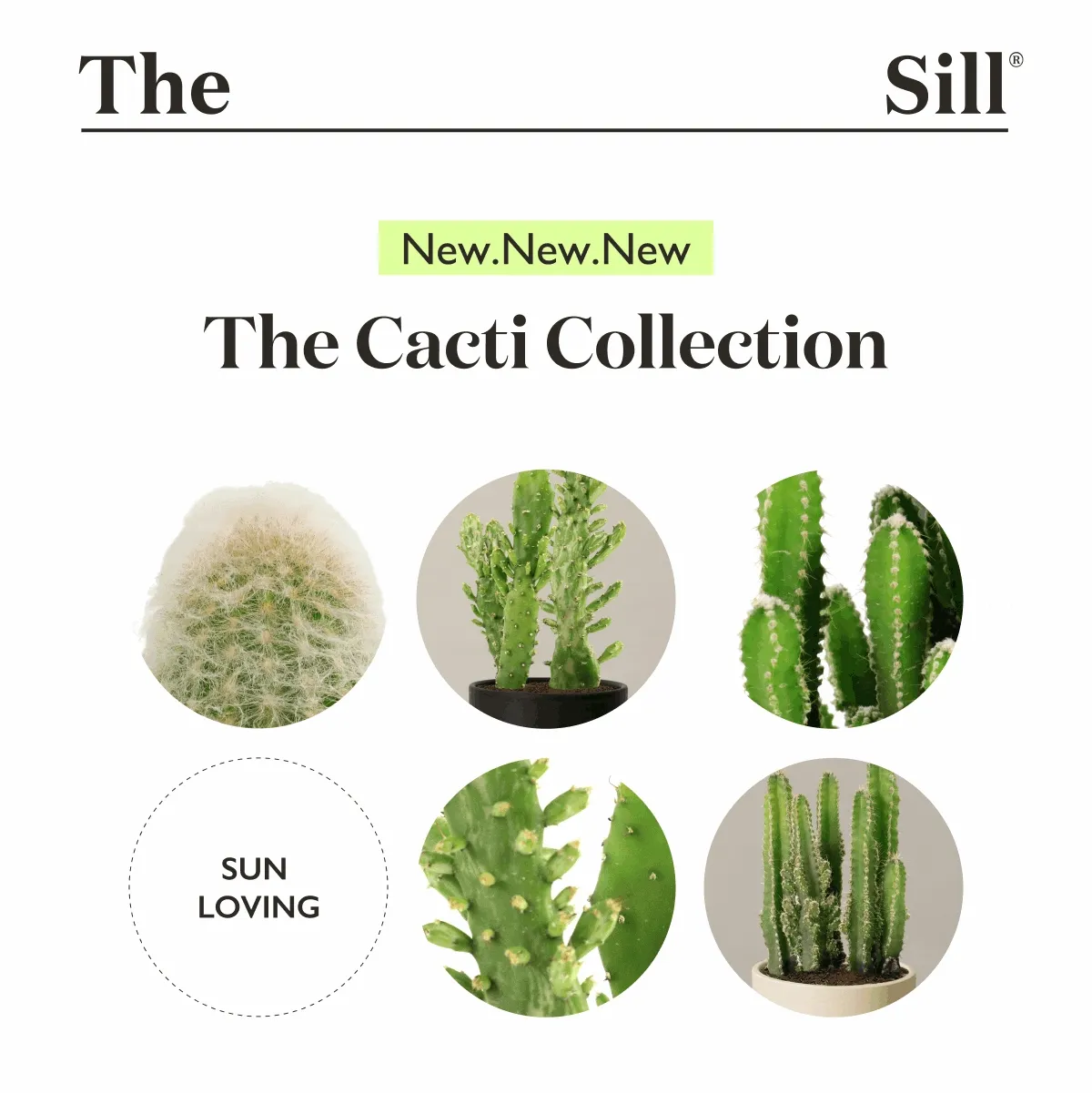 NEW The Cacti Collection