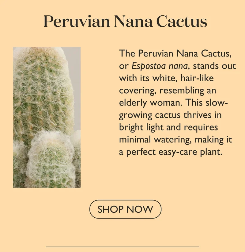 Shop Peruvian Nana Cactus