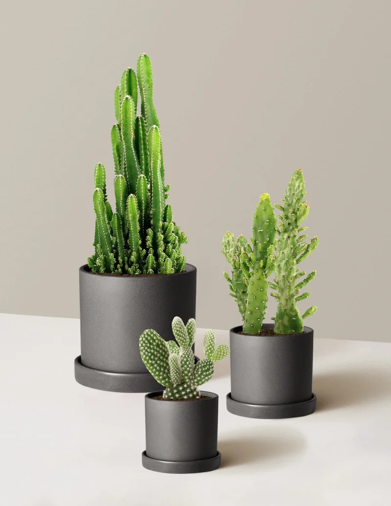 Image of Desert Garden Cacti Trio