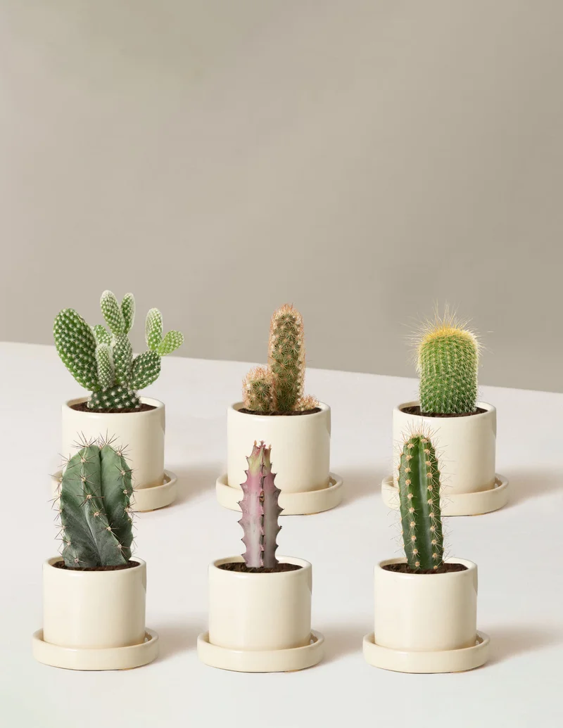 Image of Cacti Assortment