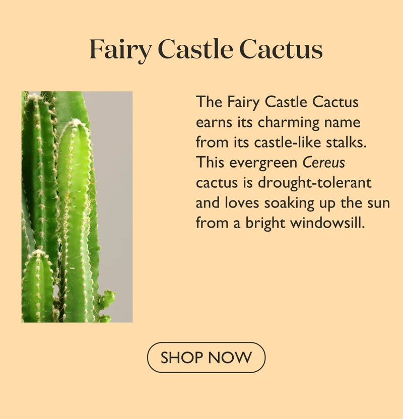 Shop Fairy Castle Cactus