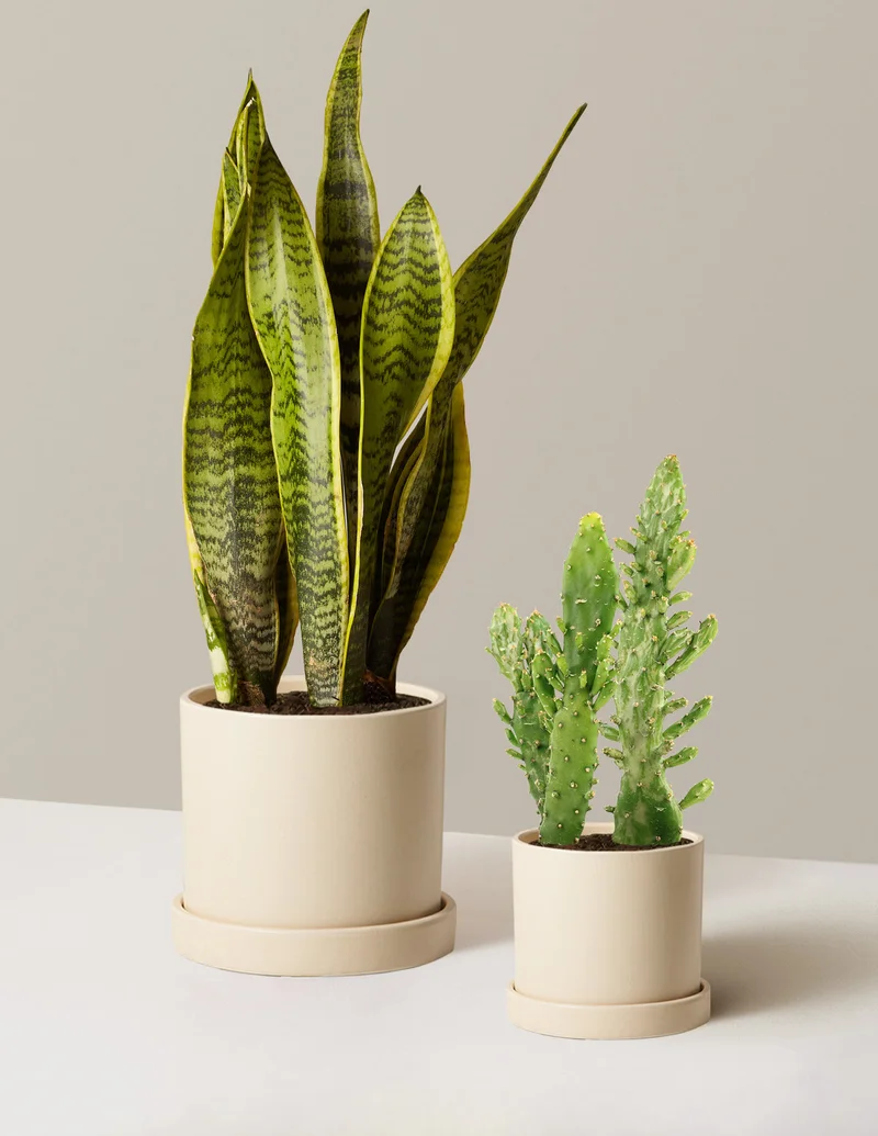 Image of Set & Forget Duo