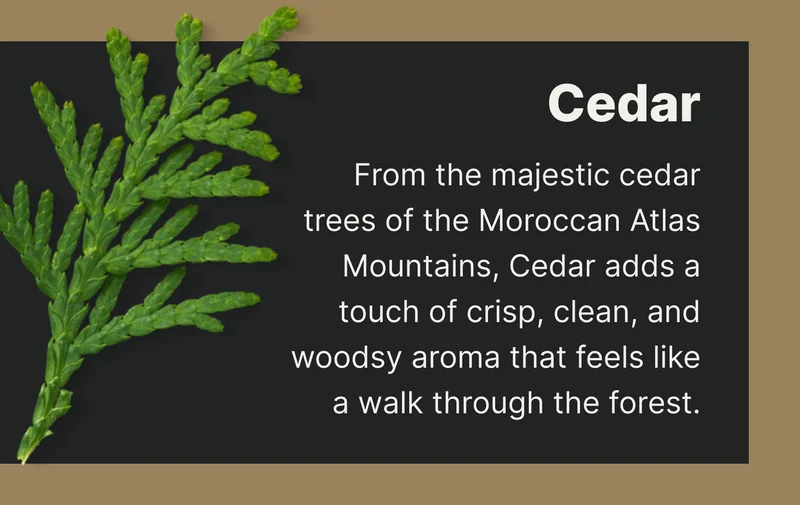 Cedar From the majestic cedar trees of the Moroccan Atlas Mountains, Cedar adds a touch of crisp, clean, and woodsy aroma that feels like a walk through the forest.