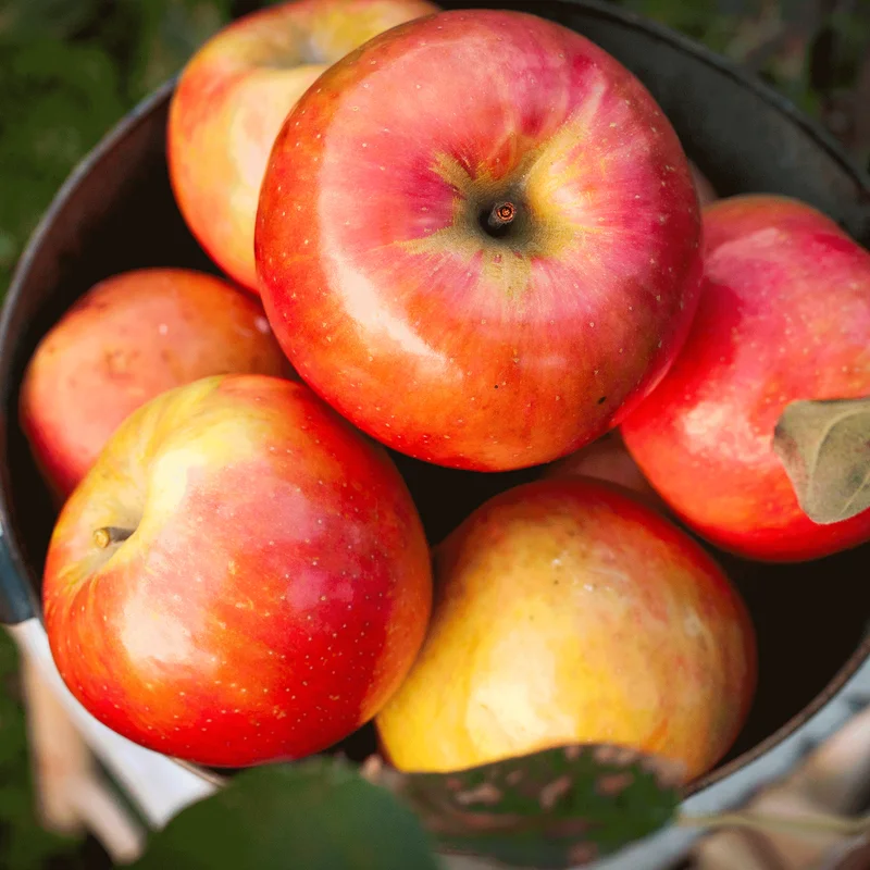 Image of Gala Apple Tree