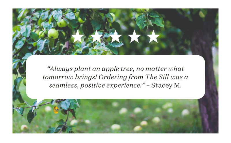 “Always plant an apple tree, no matter what tomorrow brings! Ordering from The Sill was a seamless, positive experience.” – Stacey M.