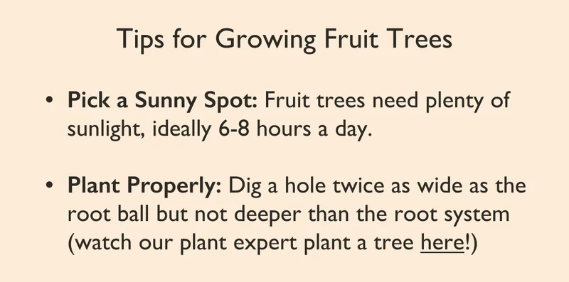Plant A Fruit Tree Video