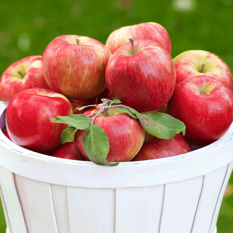 Image of Honeycrisp™ Apple Tree