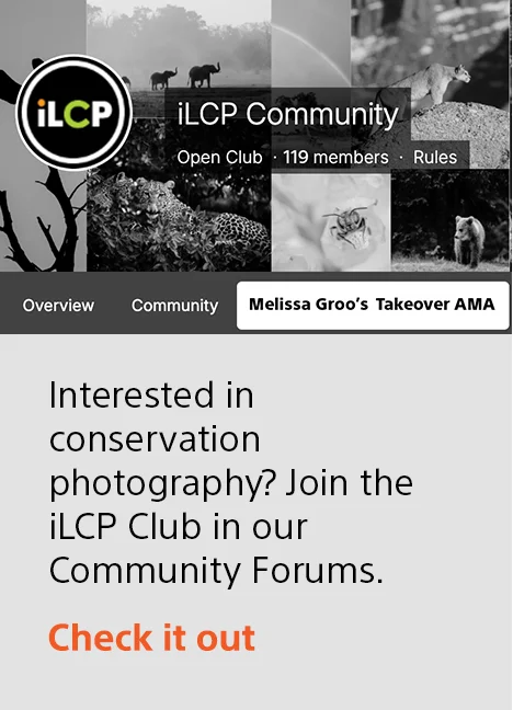 Interested in conservation photography? Join the iLCP Club in our Community Forums. | Check it out