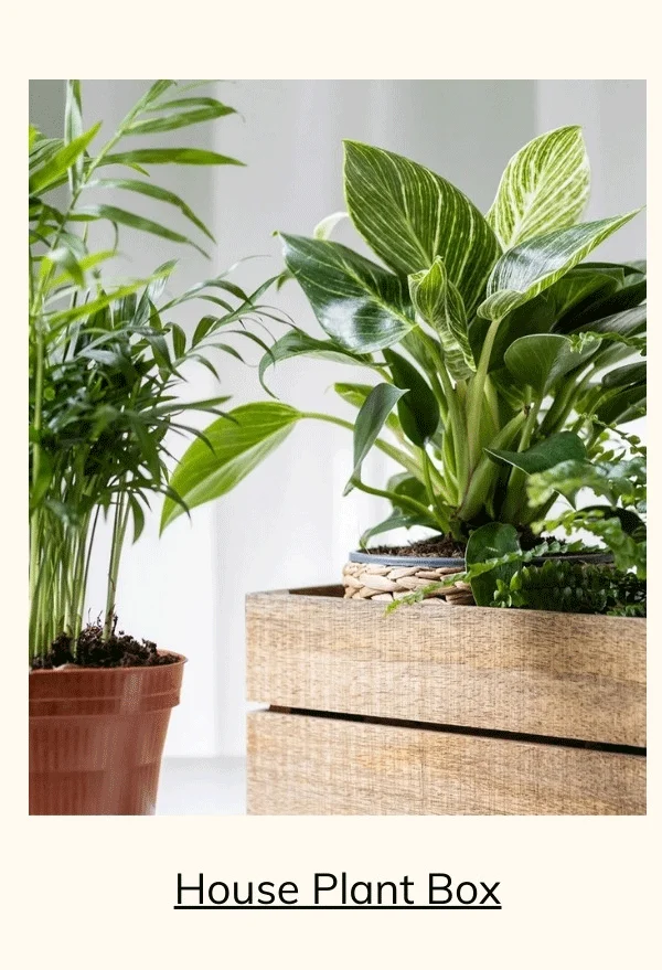 House Plant Box My Garden Box
