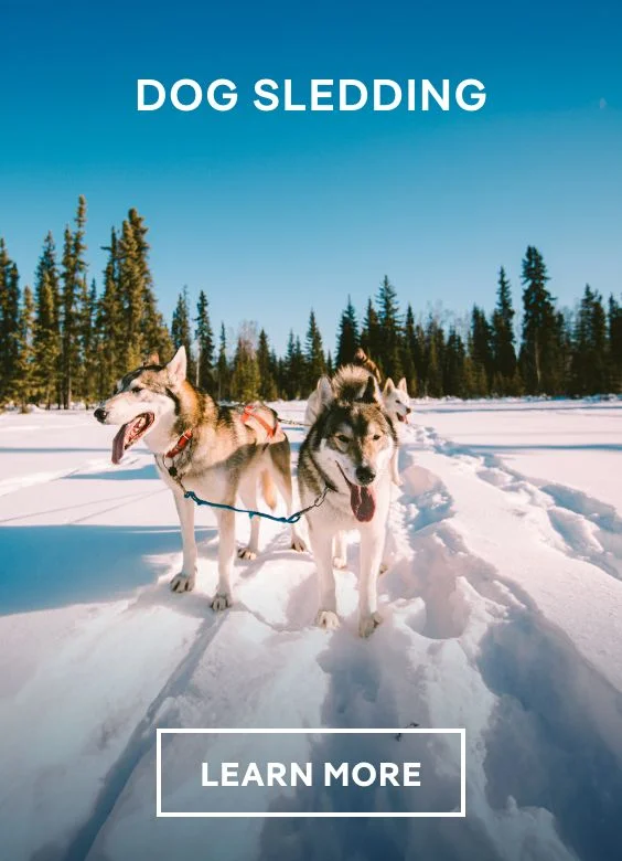Dog Sledding From Juneau  – Click to Learn More