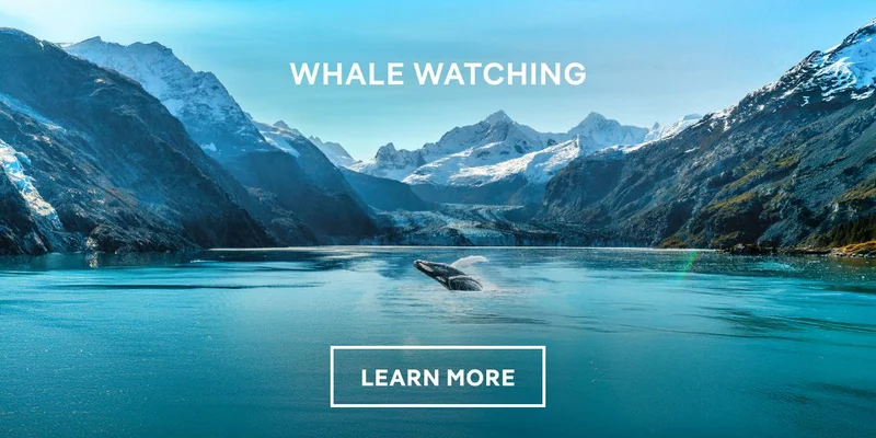Whale Watching From Icy Strait Point – Click to Learn More