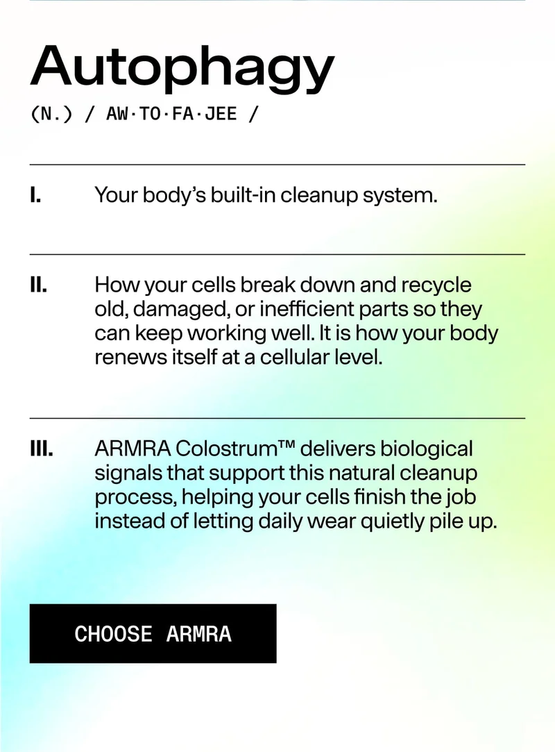Definition of autophagy describing the body’s cellular cleanup and renewal process, with reference to ARMRA Colostrum support.