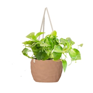 30% Off Select House Plants