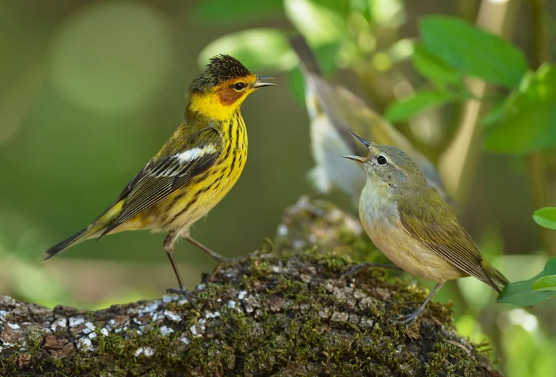 Migratory songbirds like the two pictured here may engage in vast social networks along their journeys